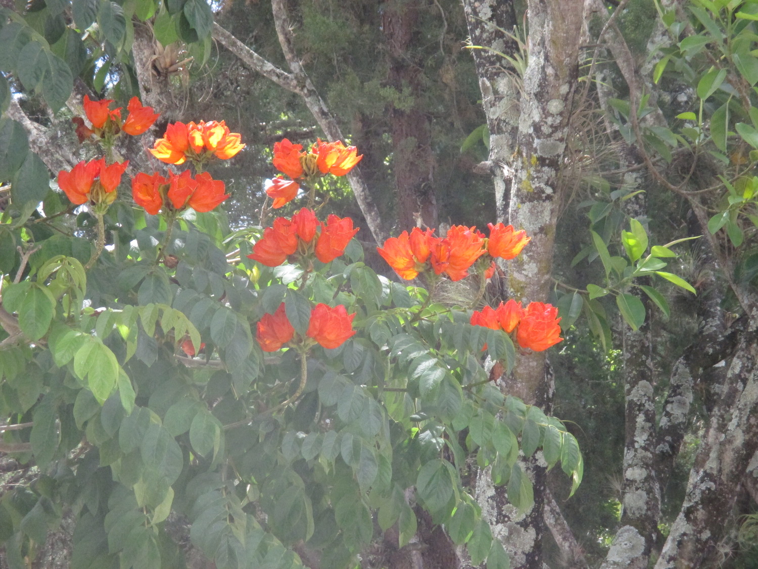 Gardens at Waters East Guatemala Flowers just a few