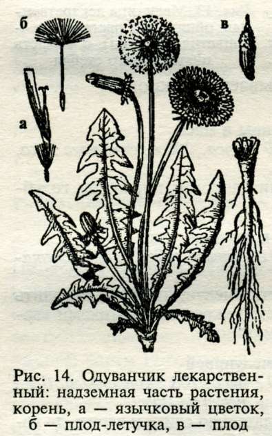 Строение цветка одуванчика схема