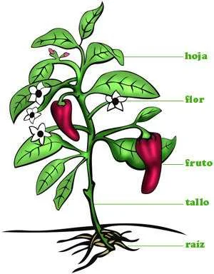 estructura de las Plantas