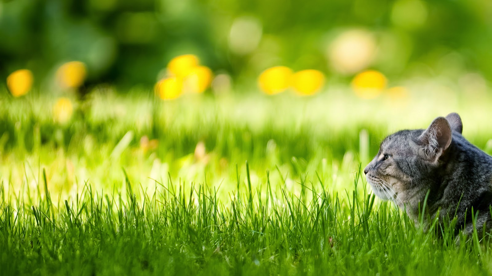 Cute Cat Wallpapers Hd Wallpapers High Quality Wallpapers