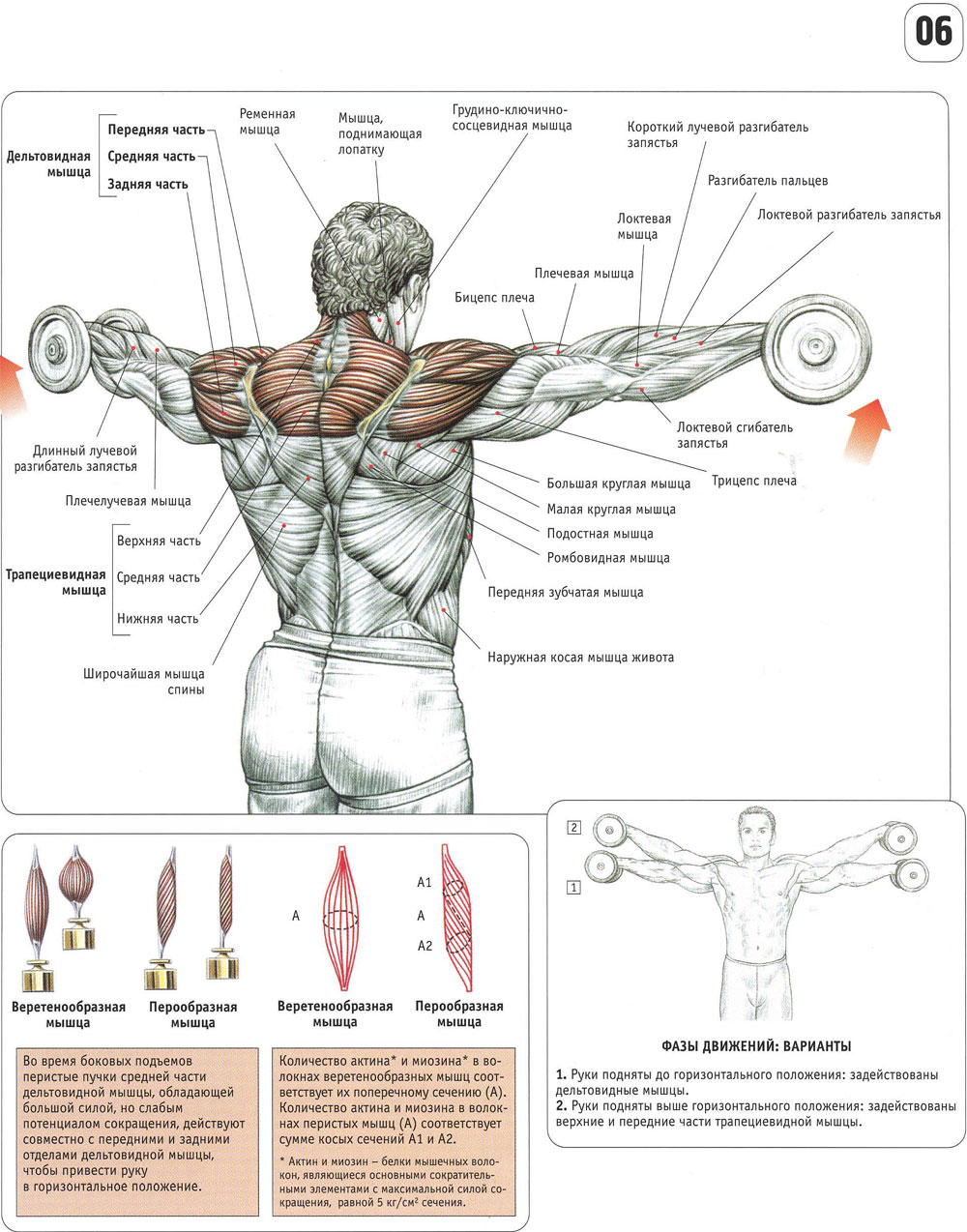 Накачать плечи мужчине. Упражнения для дельтовидных мышц в тренажерном зале для мужчин. Передняя Дельта средняя Дельта задняя Дельта. Упражнения на дельтовидные мышцы с гантелями для мужчин. Передняя Дельта плеча упражнения.