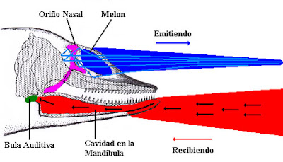 Sonar del Delfin