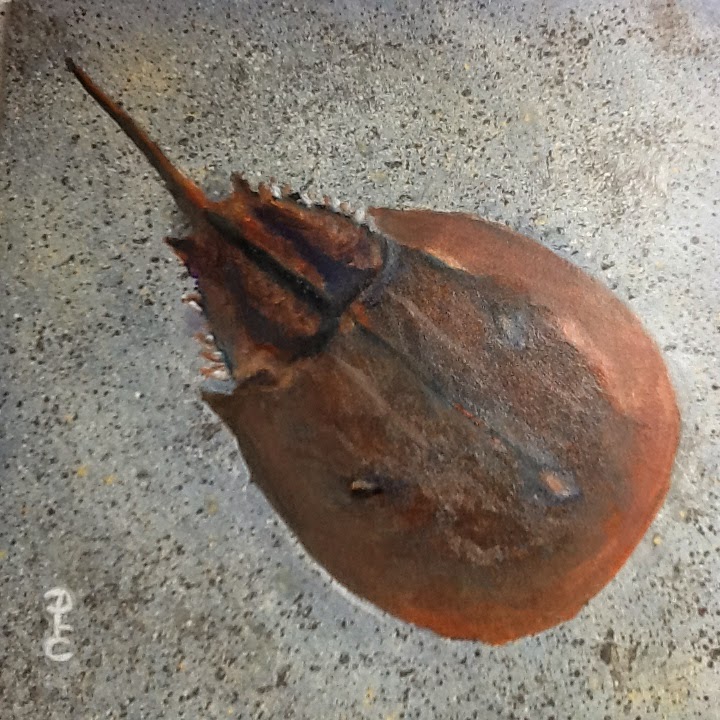 Paula Campbell Art Horseshoe Crab 6x6 oil painting
