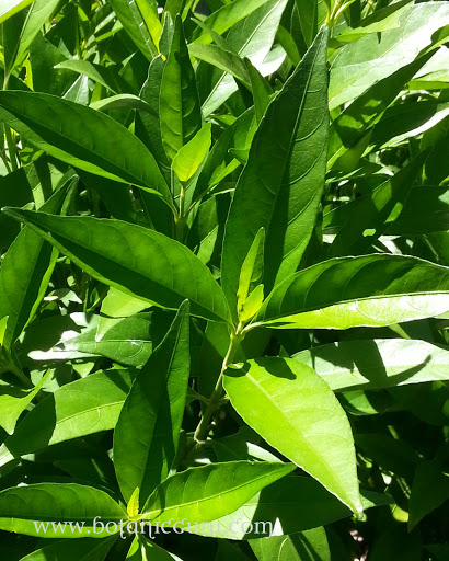 Justicia gendarussa, Gandarusa leaves up close