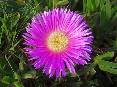 Uña de gato (Carpobrotus edulis)flor rosa