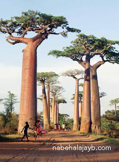 أغرب 10 أشجار في العالم