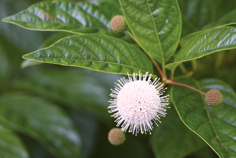 Proven Winners® ColorChoice® Plant of the Week Plant of the Week A