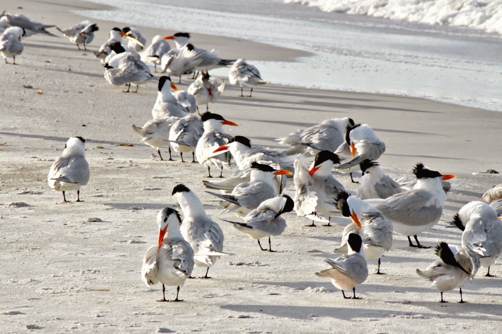 MadSnapper Birds at Longboat Beach