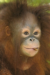 Red Orangutangen