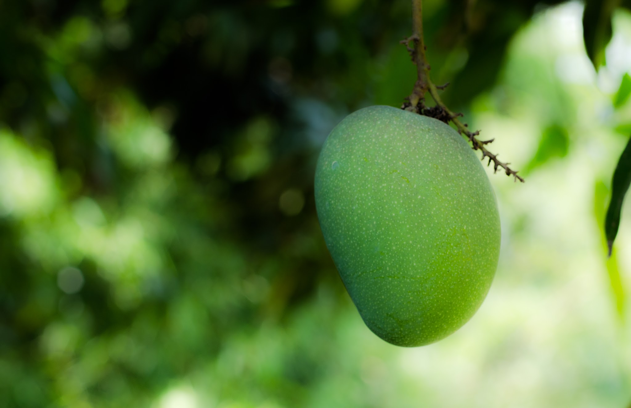 [A Z ] Where do mangoes grow , Everything for you to Learn about MANGO