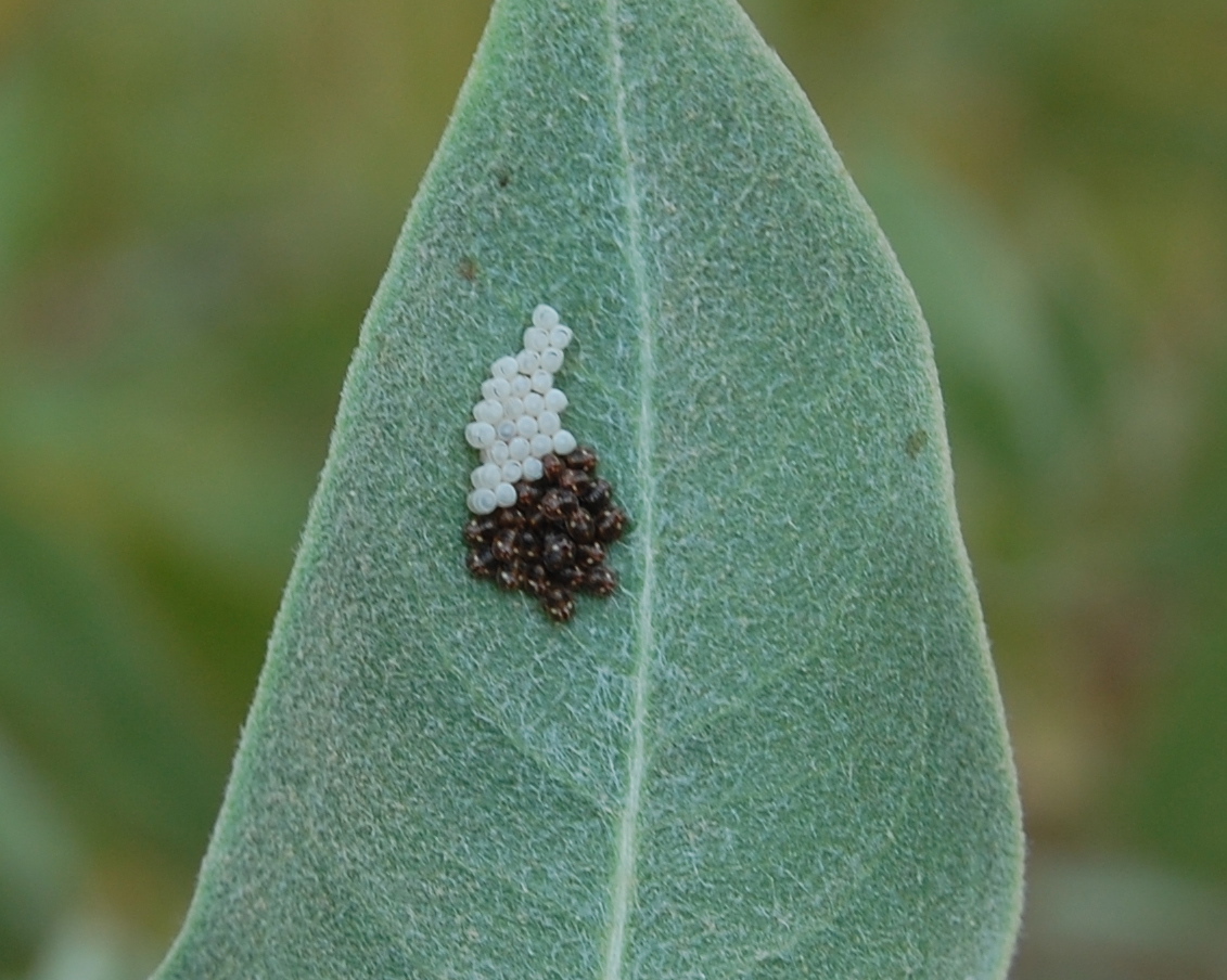blackoaknaturalist Good Blooms and Good Company