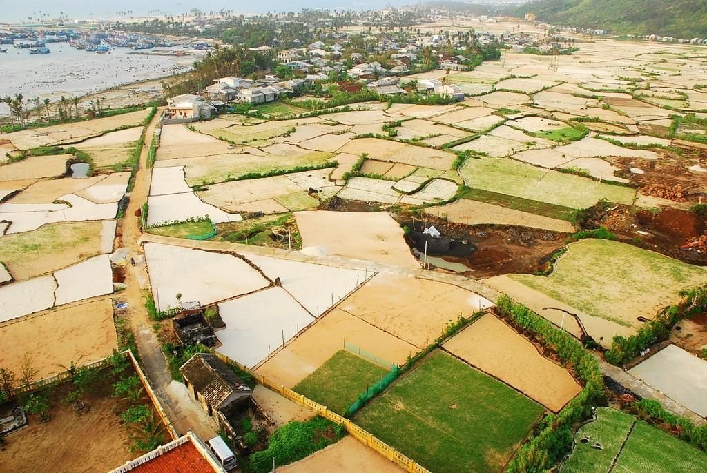 Những cánh đồng hành và đồng tỏi trên Đảo Lý Sơn | Phượt Đảo Lý Sơn | Tư vấn Du Lịch, Nhà Nghỉ, Khách Sạn, Homestay