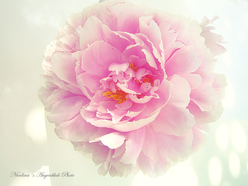 Bamboogy - Bar in Town Centre, Wigan, Lancashire