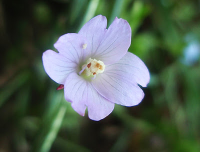 Flor vileta pálido de la adelfilla de tallos cuadrados (Epilobiu tetragonum)