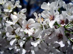 japanese flowers hanakotoba blossom cherry language meanings flower secret sakura different using stacie michelle am gentle kind wikipedia shot