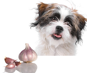 Little dog with tongue out next to a bulb of garlic