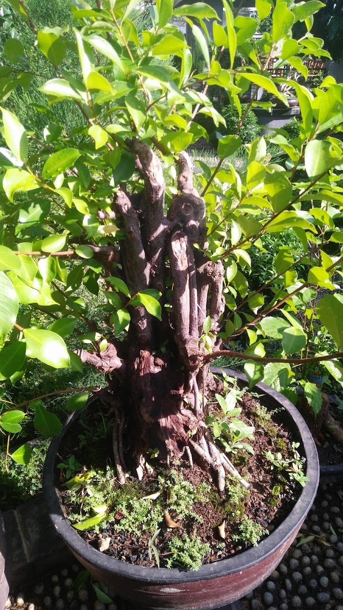 TRIK MEMPERCEPAT PEMBESARAN  DAN MENYAMBUNG DAHAN PATAH PADA BONSAI