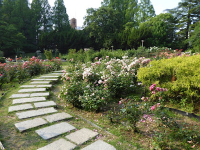靭公園（うつぼこうえん）のバラ園 Utubo Rose Garden