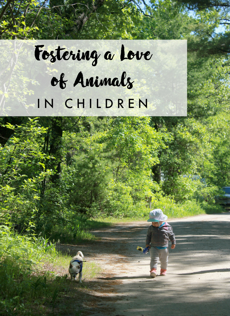 Ways to Help Foster Your Child's Love for Animals