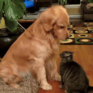 funny dog and cat