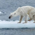 2 tercios de todos los animales se pueden extingir en los siguientes debido al cambio climatico..