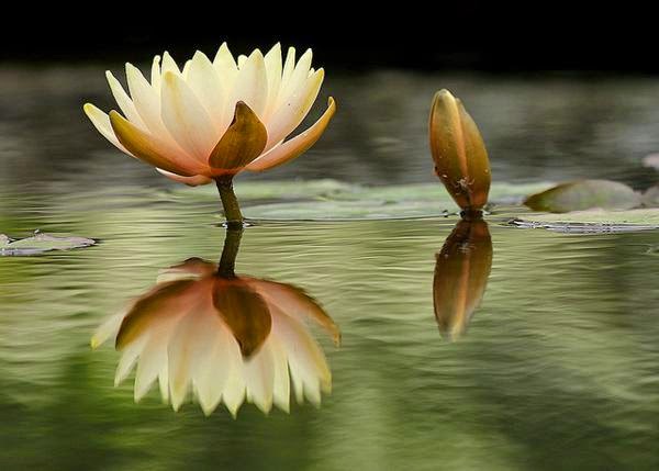 25 Lotus Flower Pictures to Inspire You