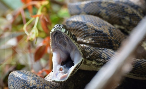 99 Arti Mimpi Suami Digigit Ular Besar Kecil Kobraddi Kaki Tangan Leher Selalu Mimpi Suami