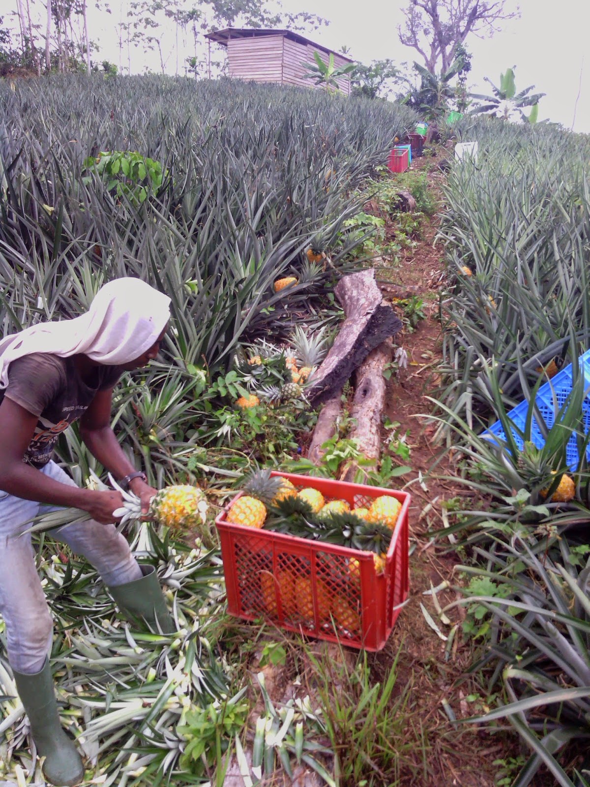 Fruits tropicaux du Cameroun & Bonabio Les ananas Cayenne Lisse de Calvin