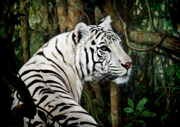Gambar Harimau Terbaru | Kumpulan Gambar