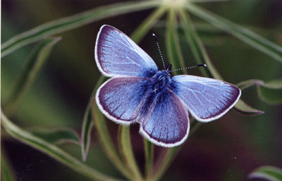 Xerces Blue Butterfly - Insects Morphology