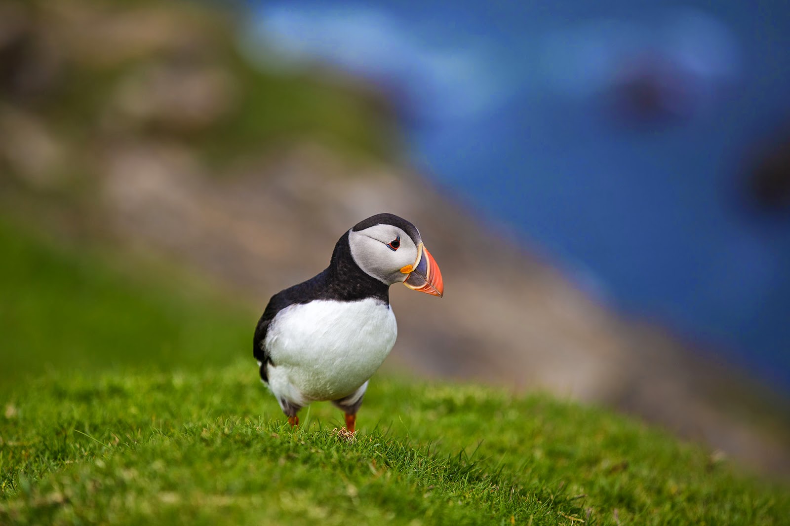 Stack Rocks Puffins Puffins in the British Isles - Britain All Over Travel Guide