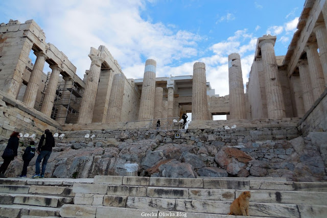 24 grudnia, Akropolis. 'Radosnych Świąt' z Partenonem w tle. Propyleje Akropol Ateny Grecja na schodach grecki rudy kot
