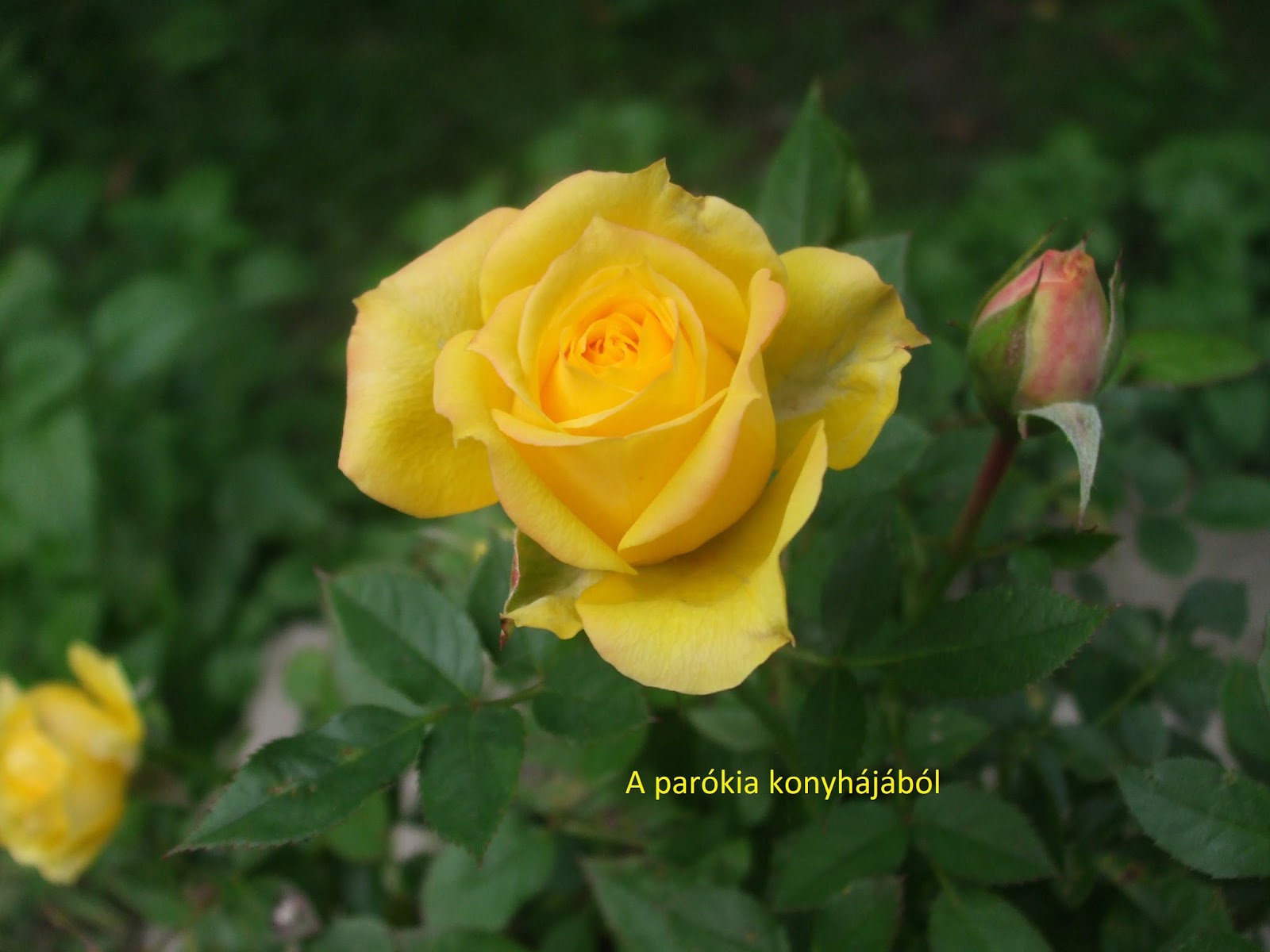 Cinege Cipoje Mora Ferenc Varju Varga Palhoz Eva6 Blogja 2011 11 29 07 46