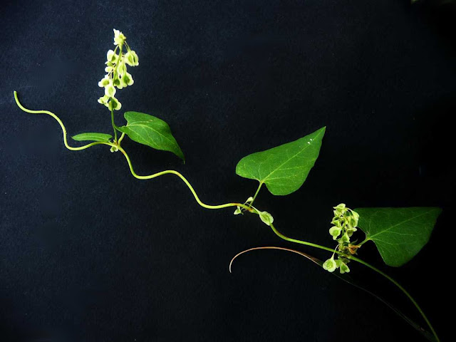 r o b i n 's y a r d: Fallopia convolvulus (Polygonum convolvulus)
