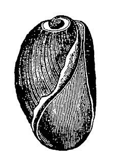 antique sea shell image illustration artwork