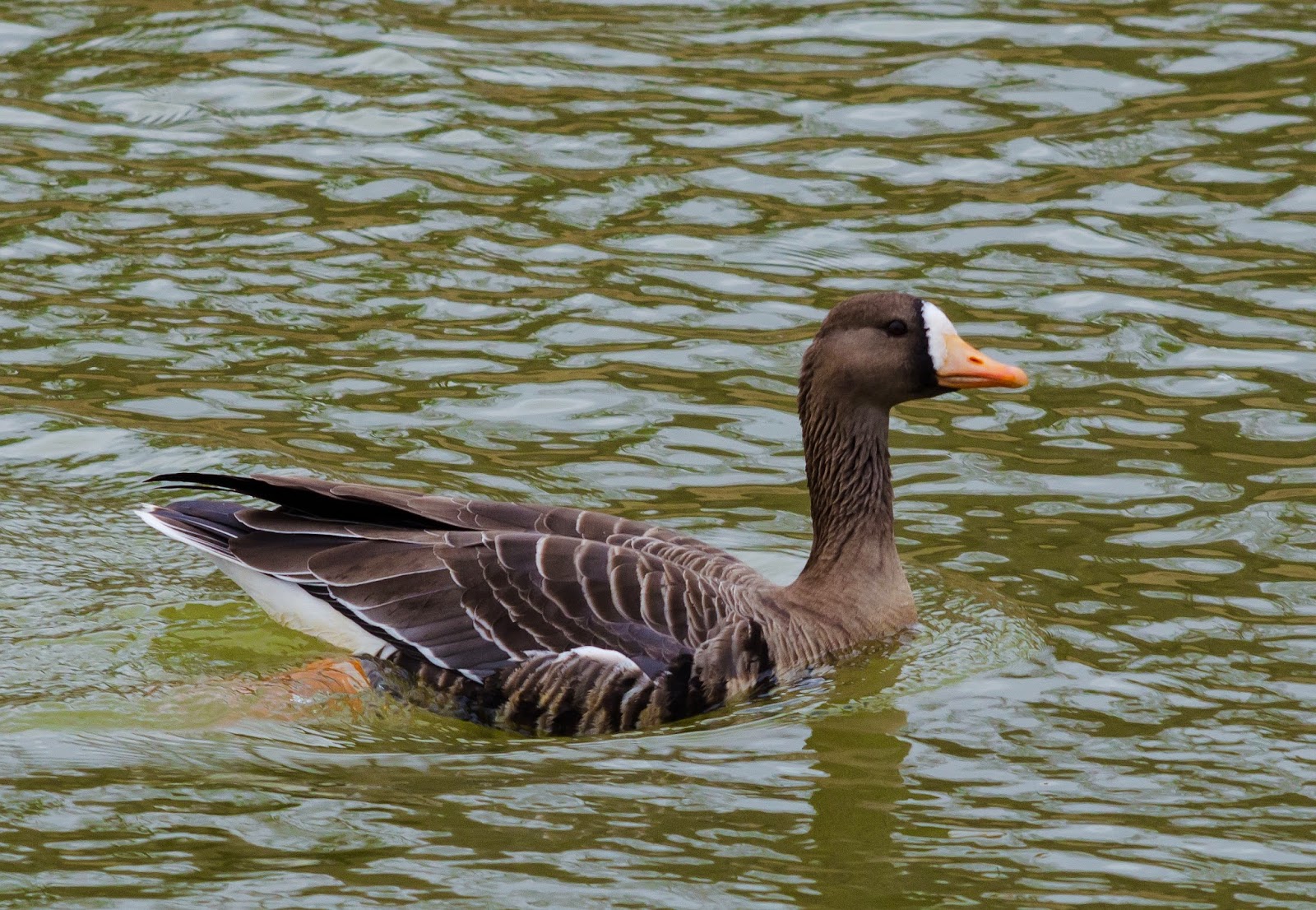 Greater White-Fronted Goose Ohio