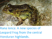 http://sciencythoughts.blogspot.co.uk/2018/03/rana-lenca-new-species-of-leopard-frog.html