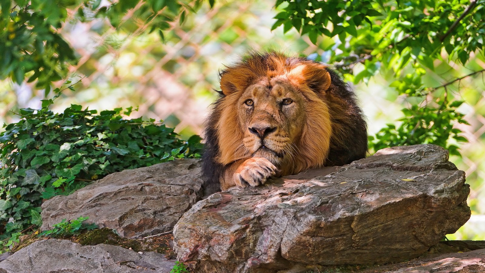 Imagenes Hilandy: Fondo de Pantalla Animales Leon descansando