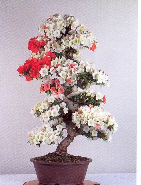 Beautiful and Rare Bonsai Trees ScreenSavers and images collections | Bonsai trees pictures Beautiful and Rare Bonsai Trees ScreenSavers and images collections | Bonsai trees pictures