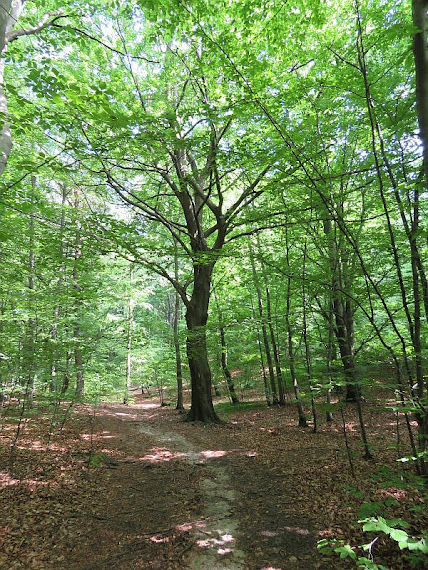 Szlak szlak