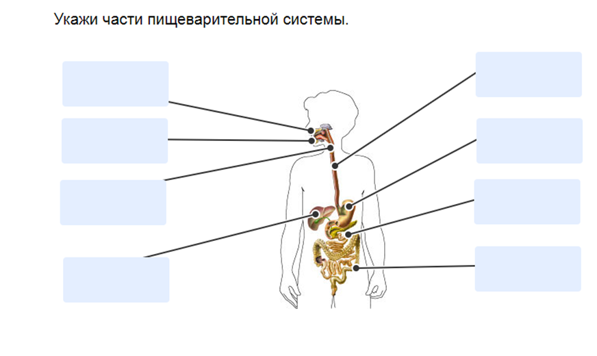 Пищеварительная система часть