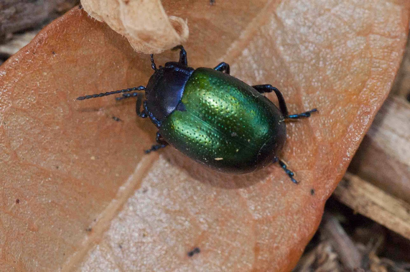 Window on a Texas Wildscape: Little green beetle