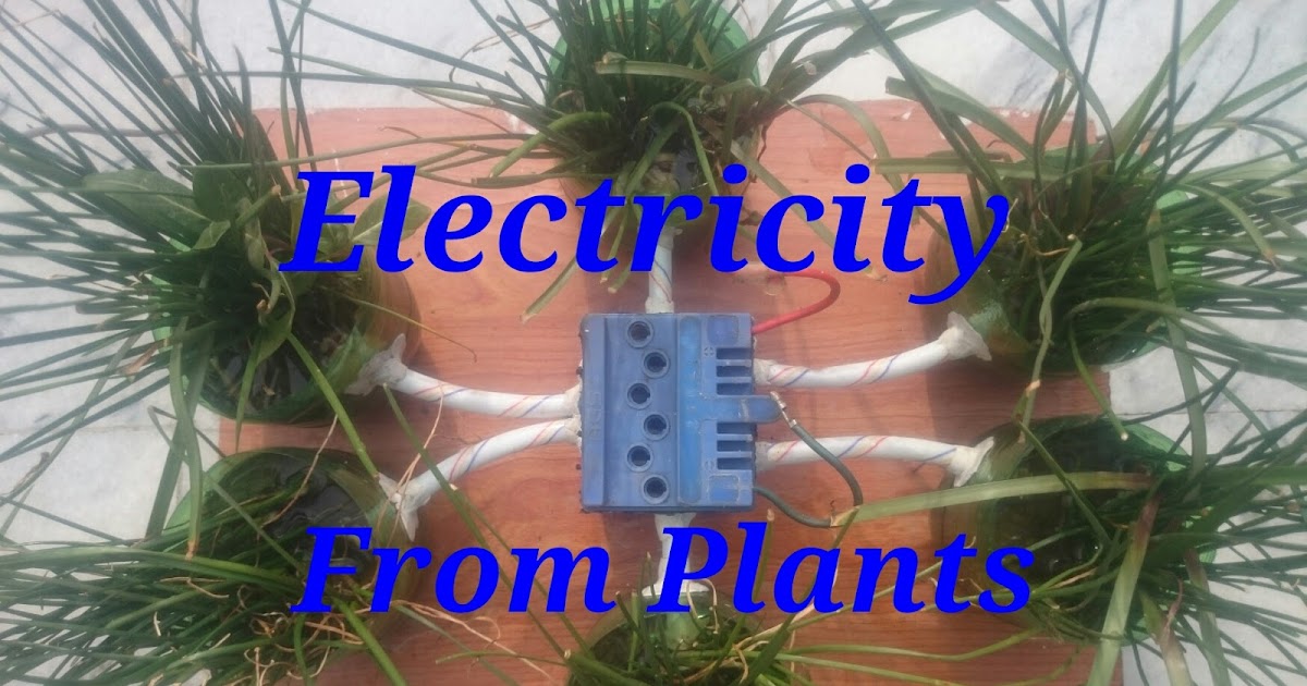 Produce Electricity From Green Plants How living plants generate Electricity