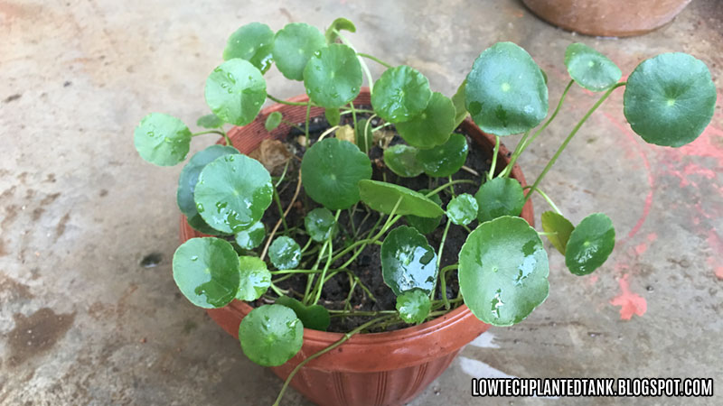 Hydrocotyle