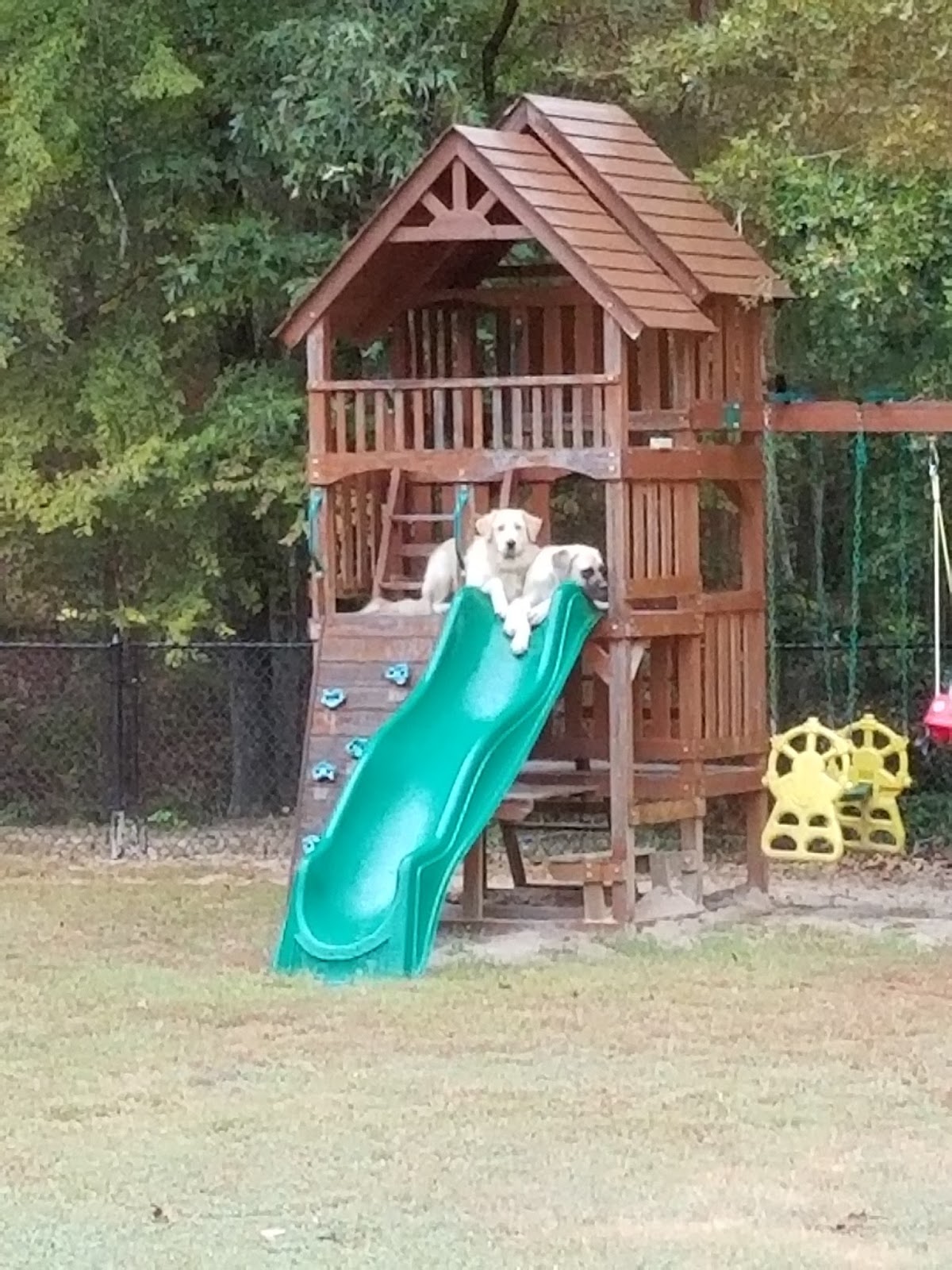 Days in the life of the Hays New Dog House