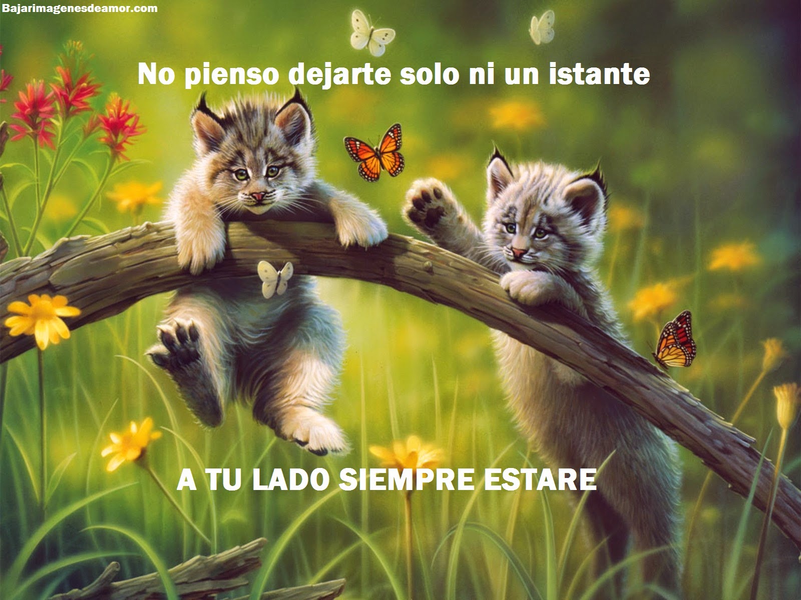 Imágenes lindas de amor para dedicar - Imágenes con frases de amor