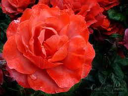 Rose garden wallpapers |Stock Free Images