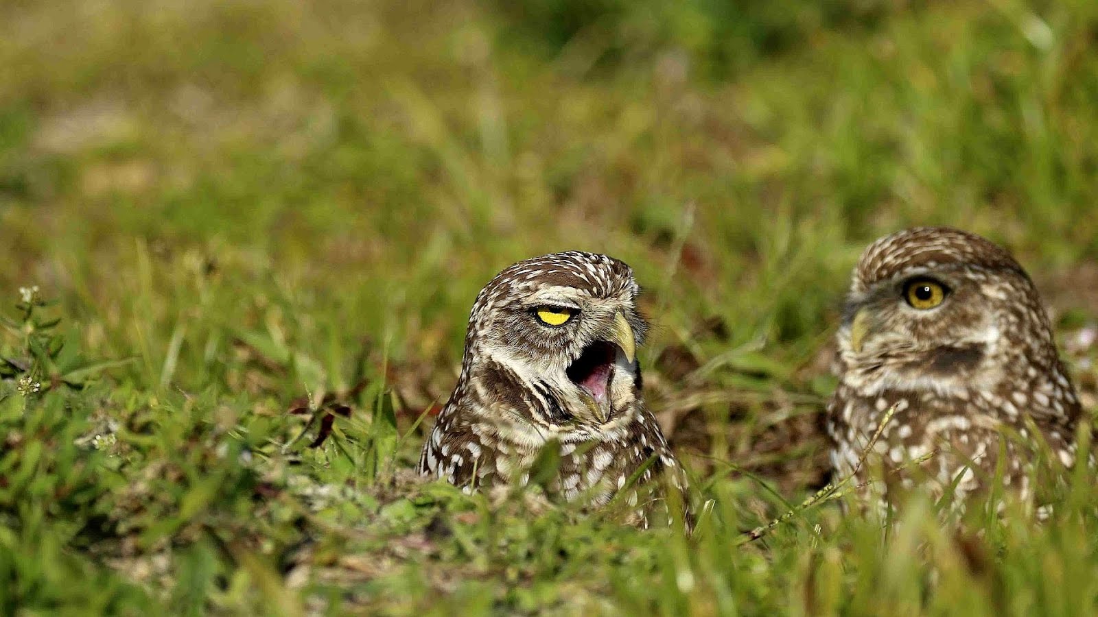 сыч казанский. рыжий воробьиный сыч. финский сыч. рыжий воробьиный сыч. сыч полевой.