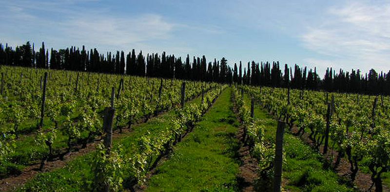 URUGUAY TOOTAL CANELONES