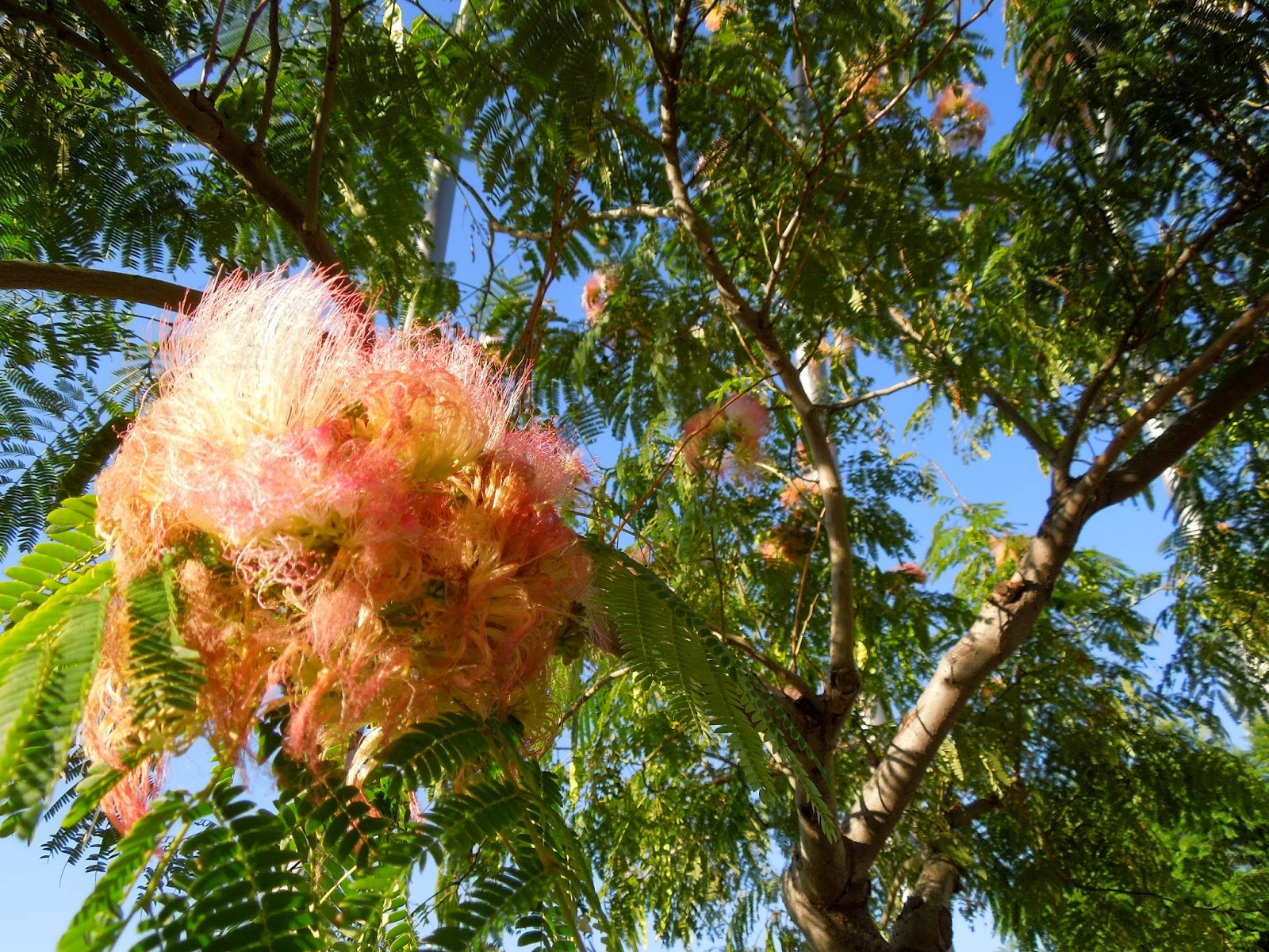 ACACIA DE CONSTANTINOPLA BOTÀNIC SERRAT